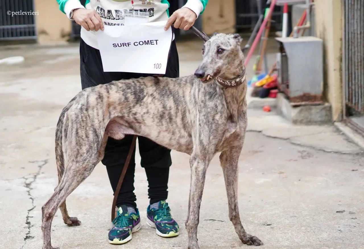 surf comet adozione greyhound macao 2