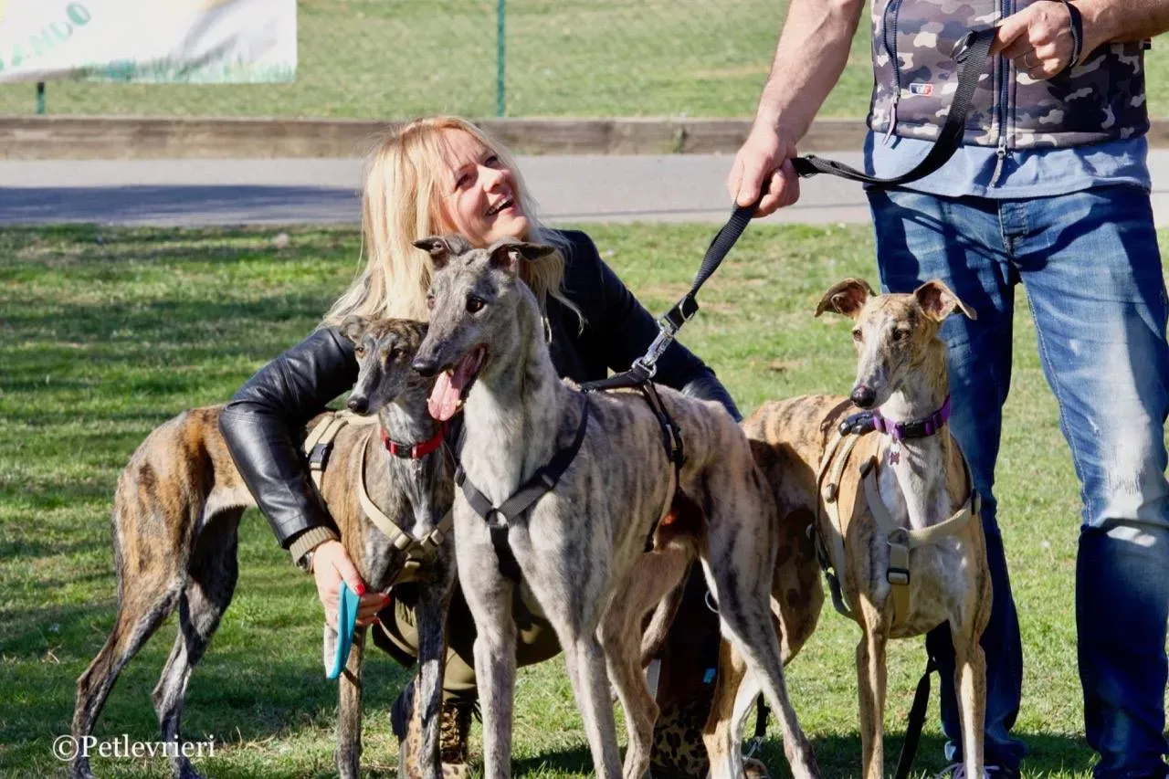 surf comet adozione greyhound macao 20