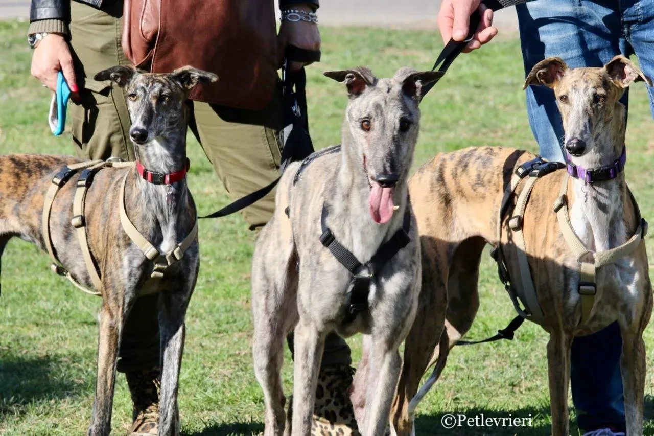 surf comet adozione greyhound macao 21