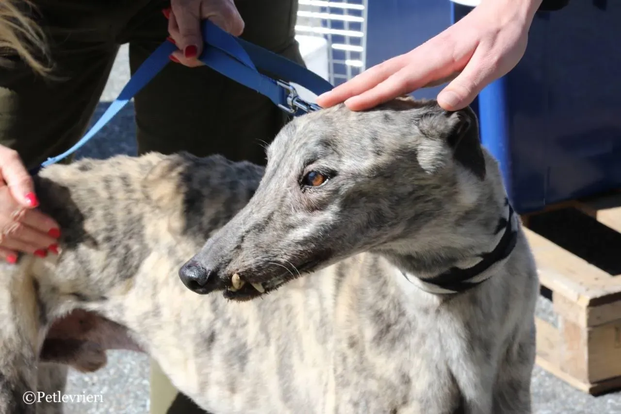 surf comet adozione greyhound macao 23