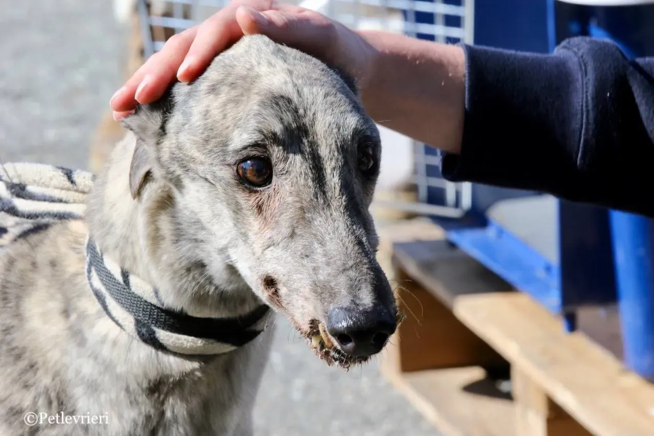 surf comet adozione greyhound macao 24