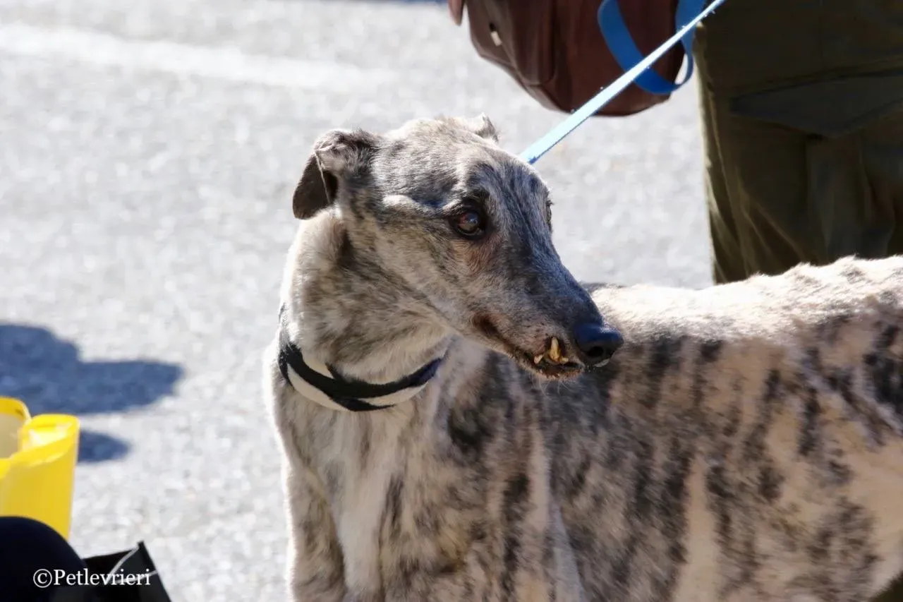 surf comet adozione greyhound macao 25