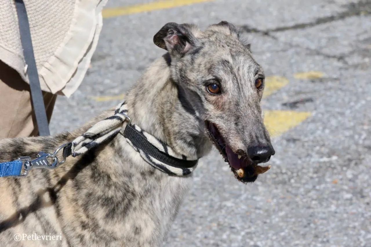 surf comet adozione greyhound macao 26