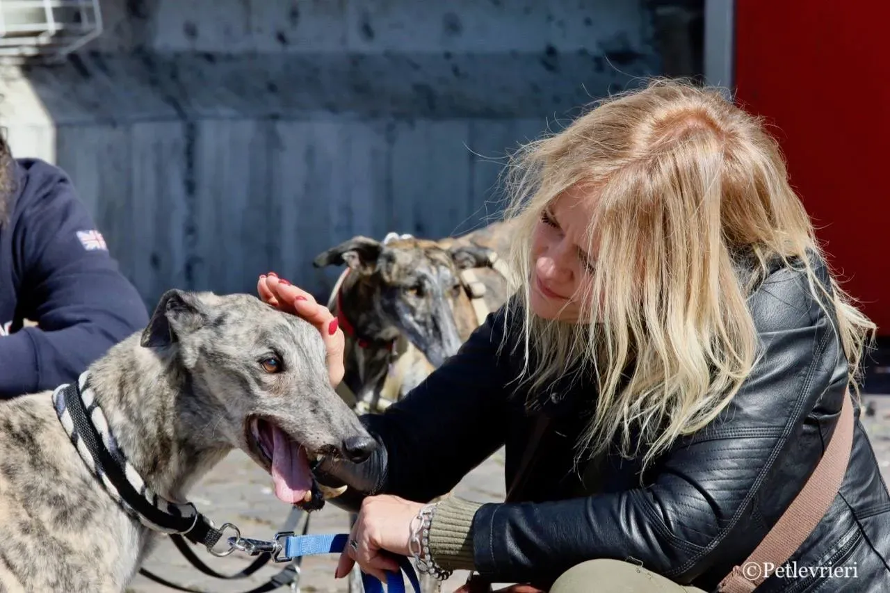 surf comet adozione greyhound macao 27