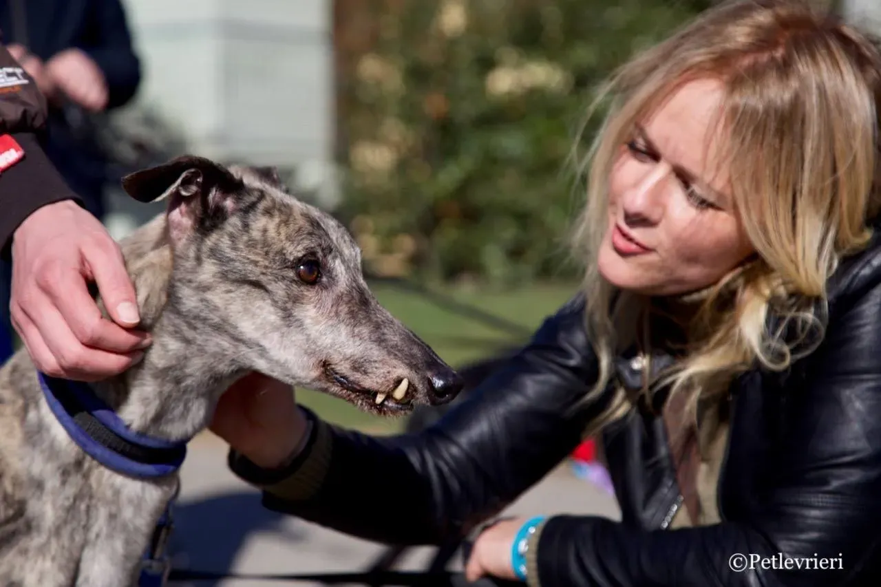 surf comet adozione greyhound macao 3 1