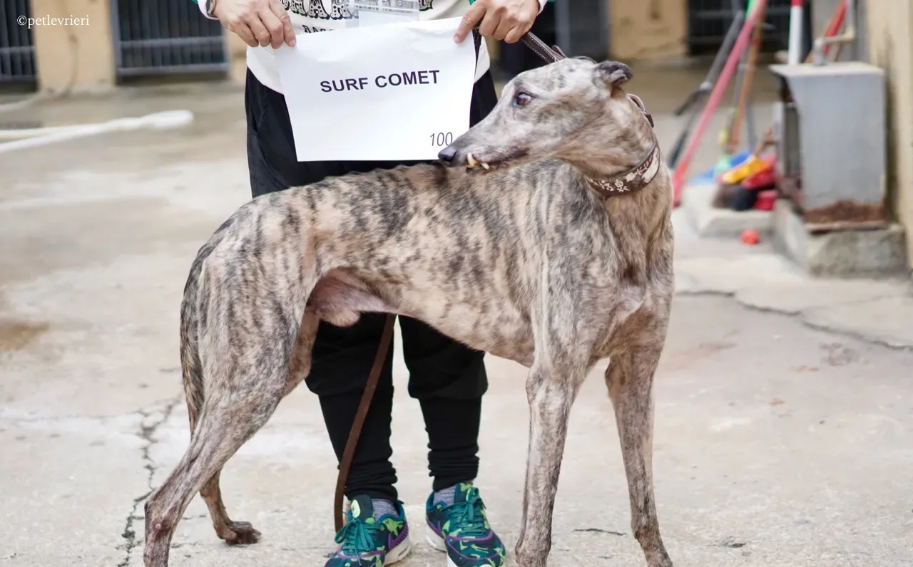 surf comet adozione greyhound macao 3
