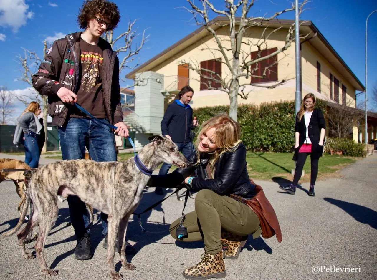 surf comet adozione greyhound macao 4 1