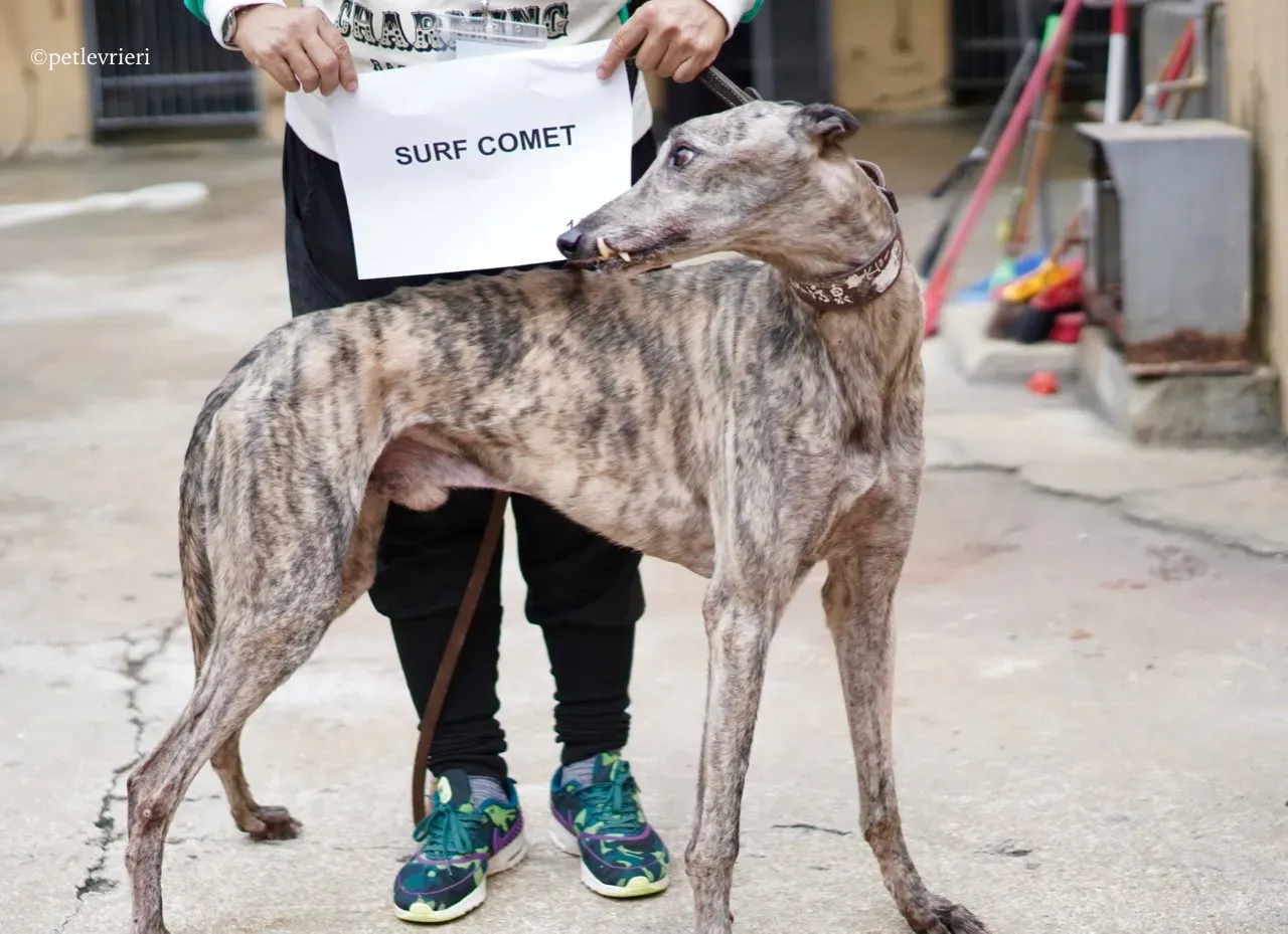 surf comet adozione greyhound macao 4