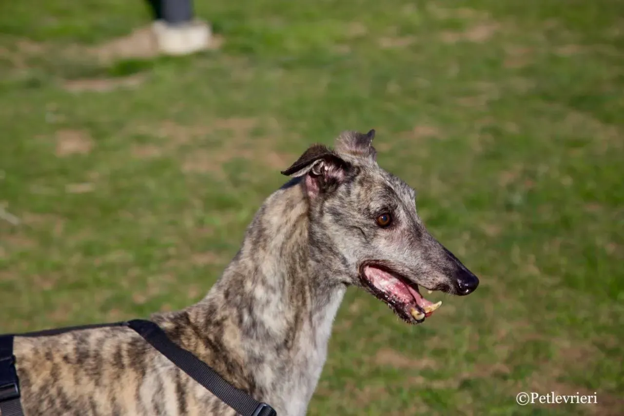 surf comet adozione greyhound macao 5 1