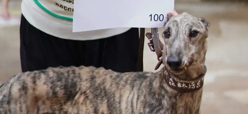 surf comet adozione greyhound macao 5 e1544475587822