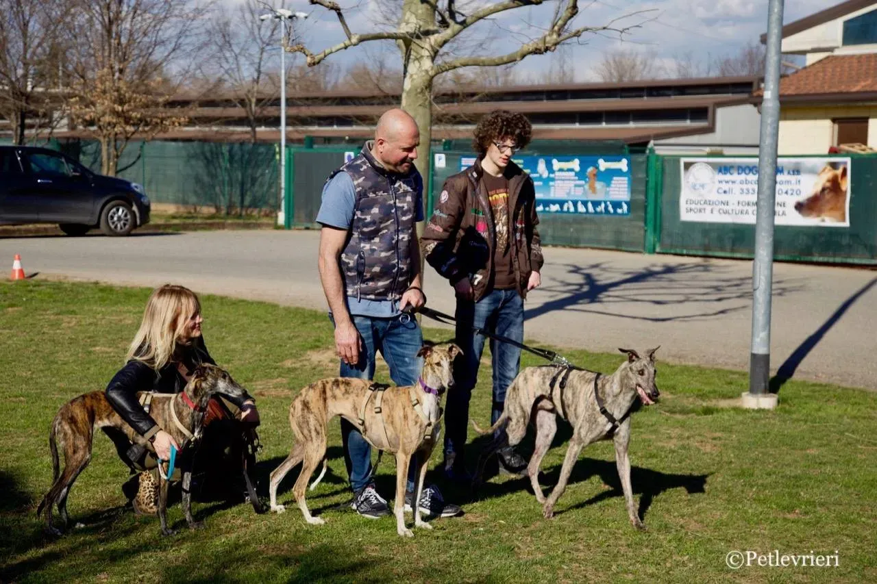 surf comet adozione greyhound macao 6 1