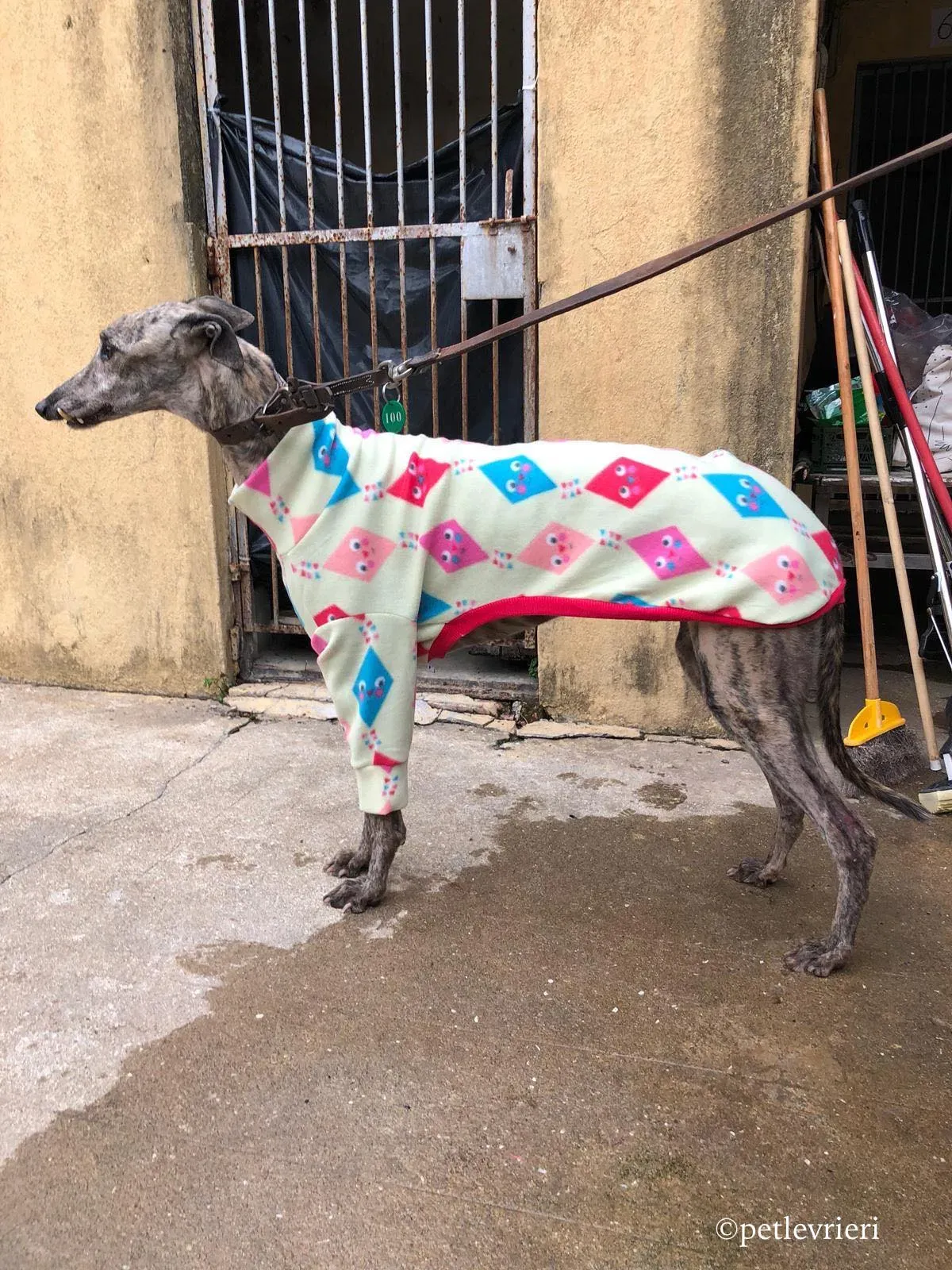 surf comet adozione greyhound macao 6