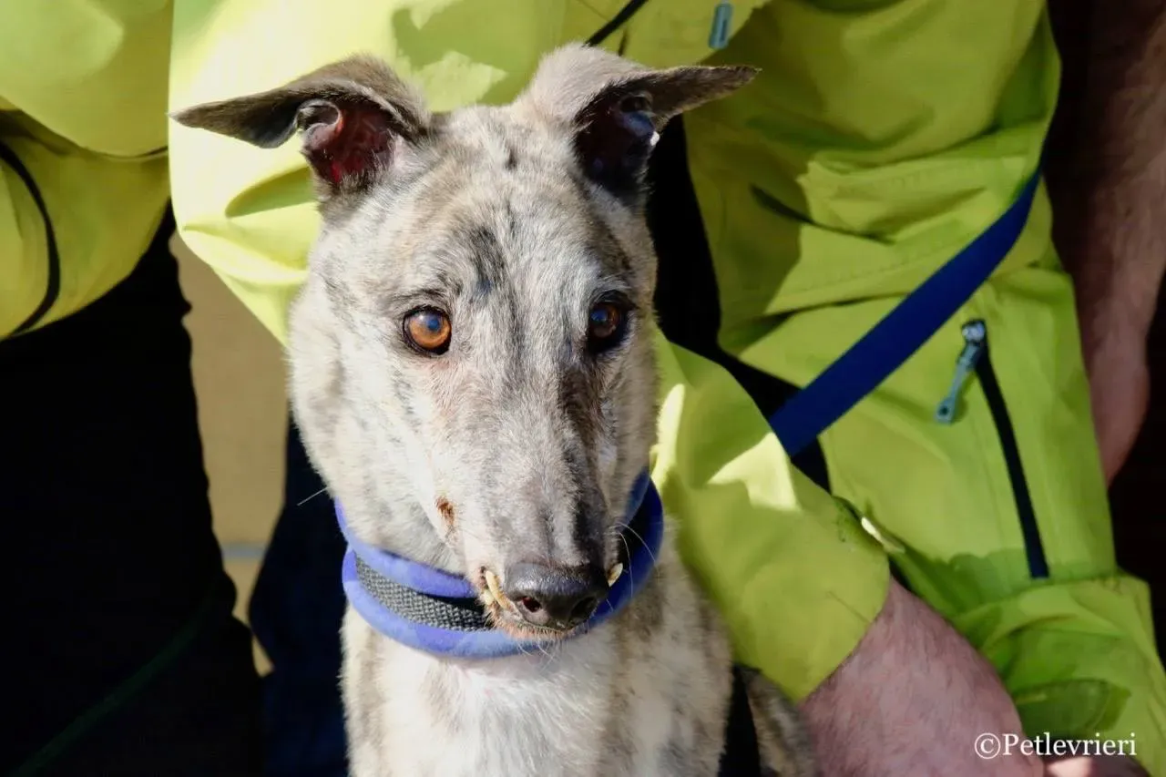 surf comet adozione greyhound macao 7