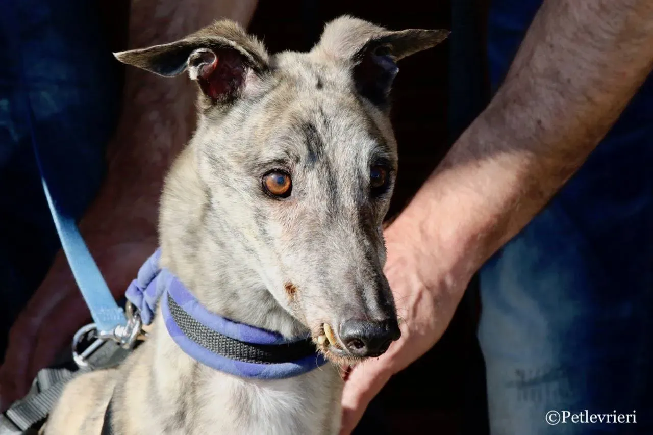 surf comet adozione greyhound macao 8