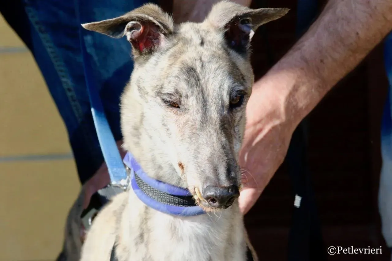 surf comet adozione greyhound macao 9