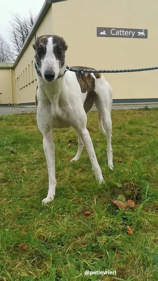 susan adozione greyhound 1