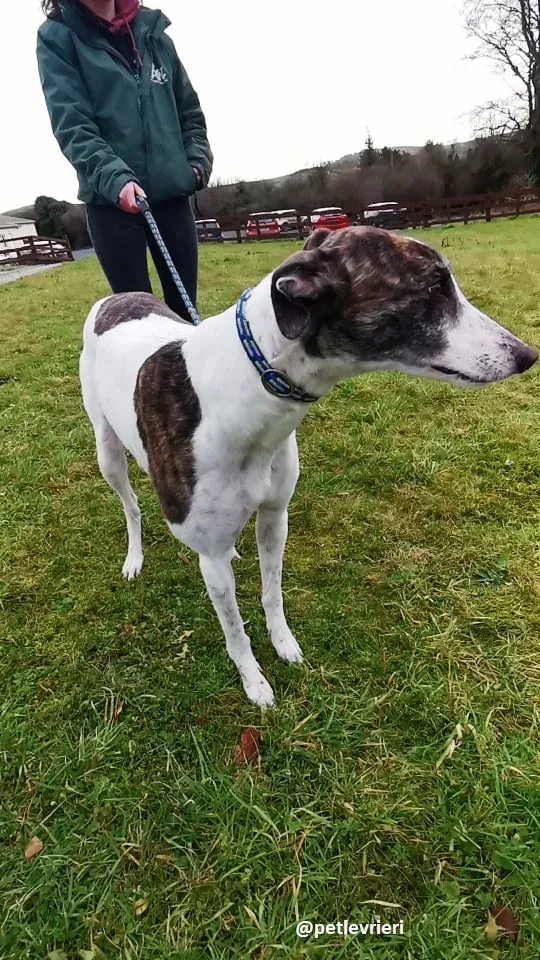 susan adozione greyhound 2