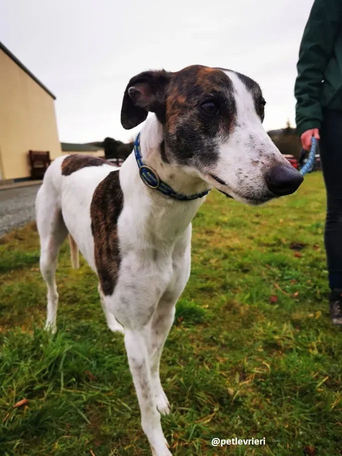 susan adozione greyhound 3