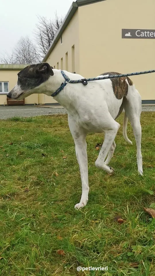 susan adozione greyhound 4