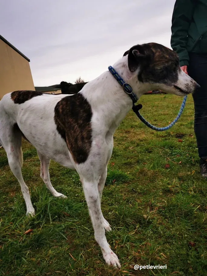 susan adozione greyhound 5