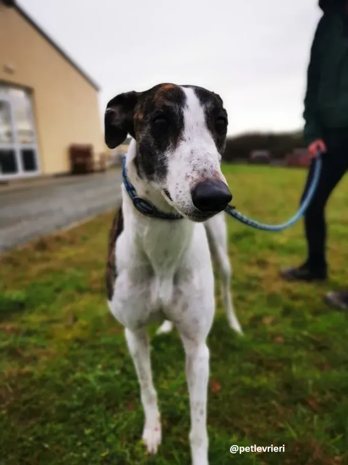 susan adozione greyhound 6