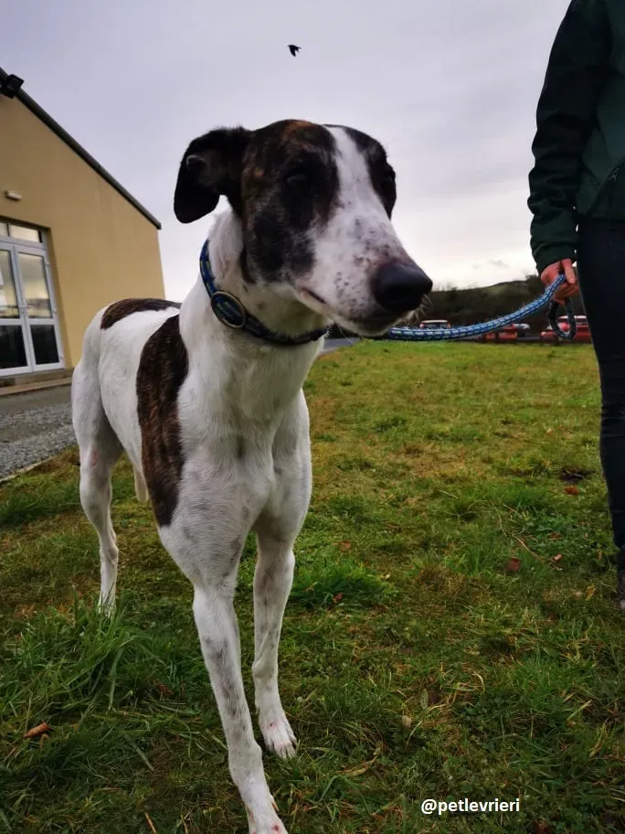 susan adozione greyhound 7