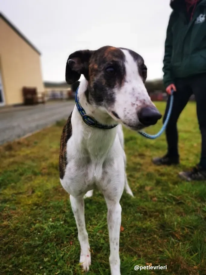 susan adozione greyhound 8