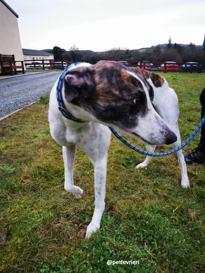 susan adozione greyhound 9