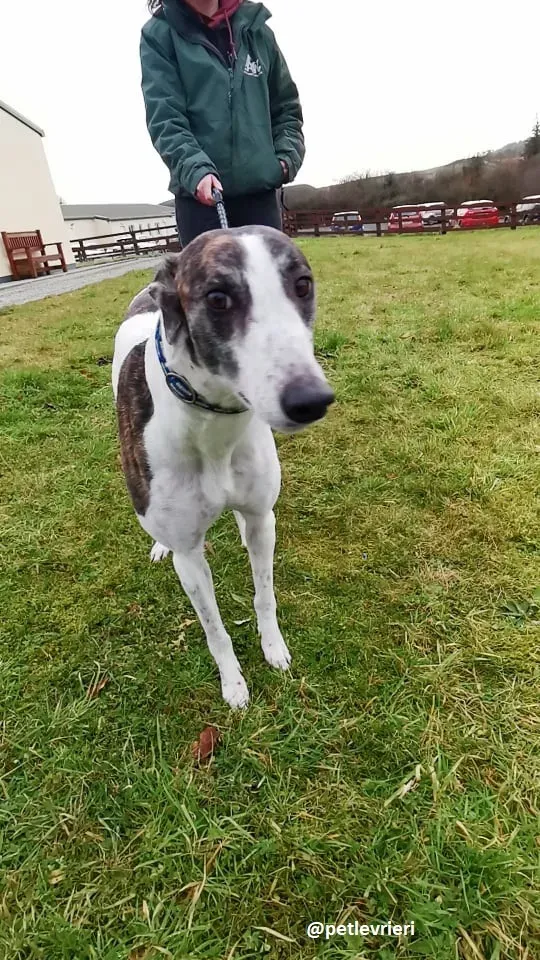 susan adozione greyhound