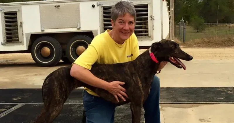 susan morton blog header