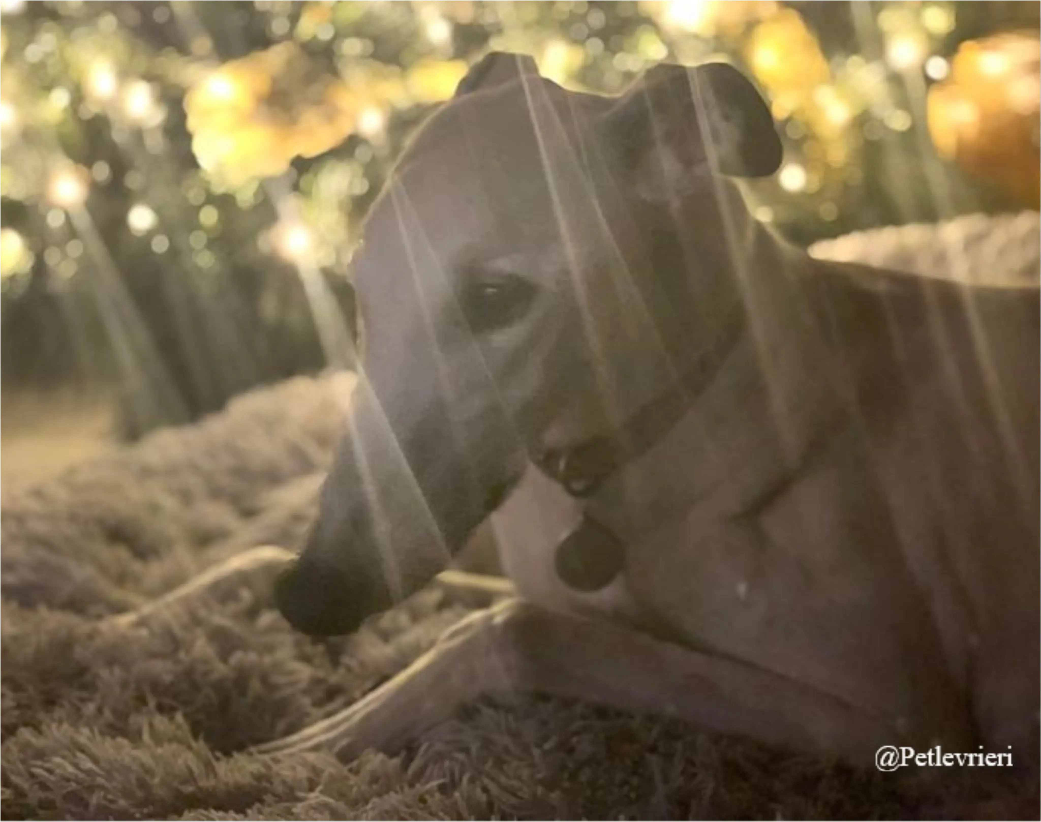 susie pet levrieri natale 2021