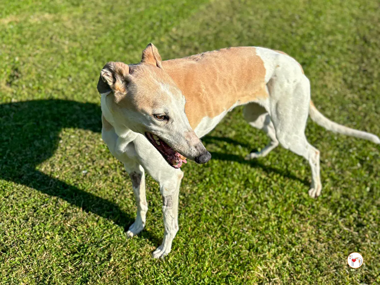 susie grey adozione 01