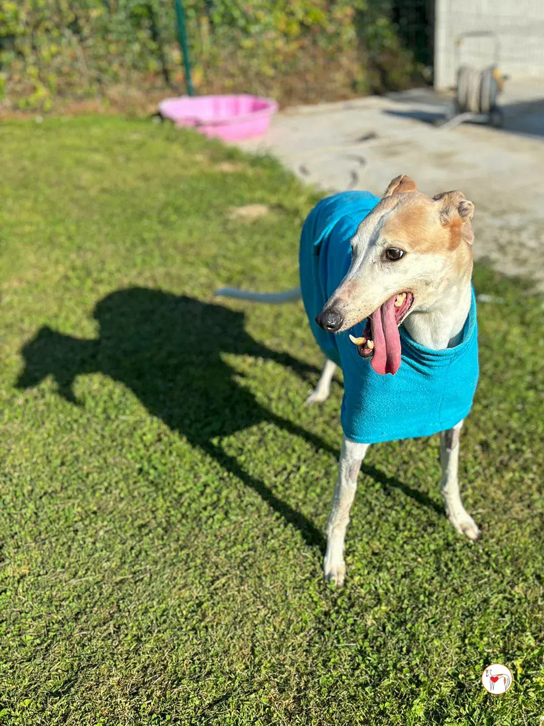 susie grey adozione 02