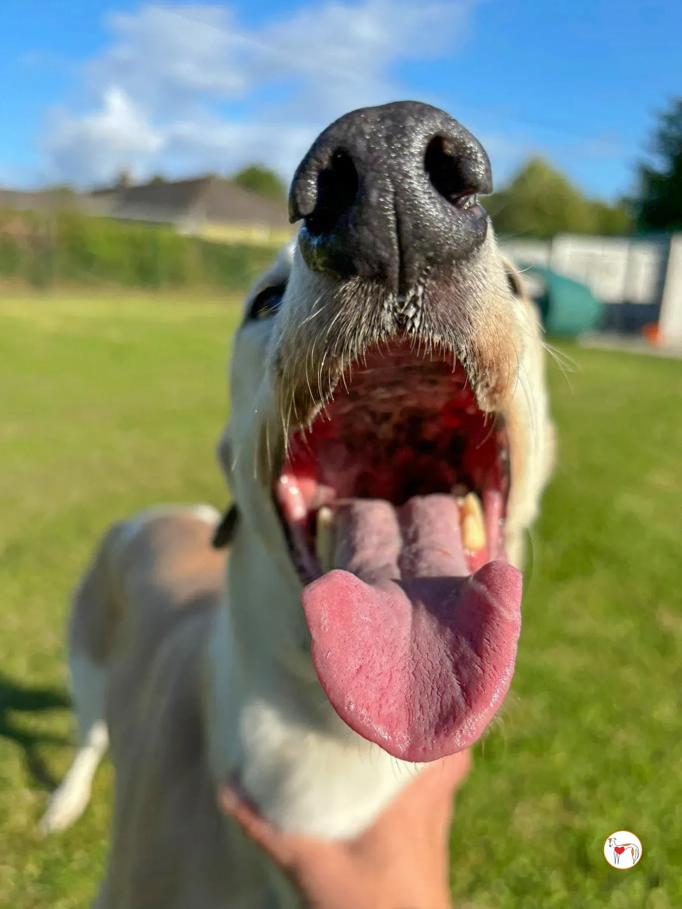 susie grey adozione 03