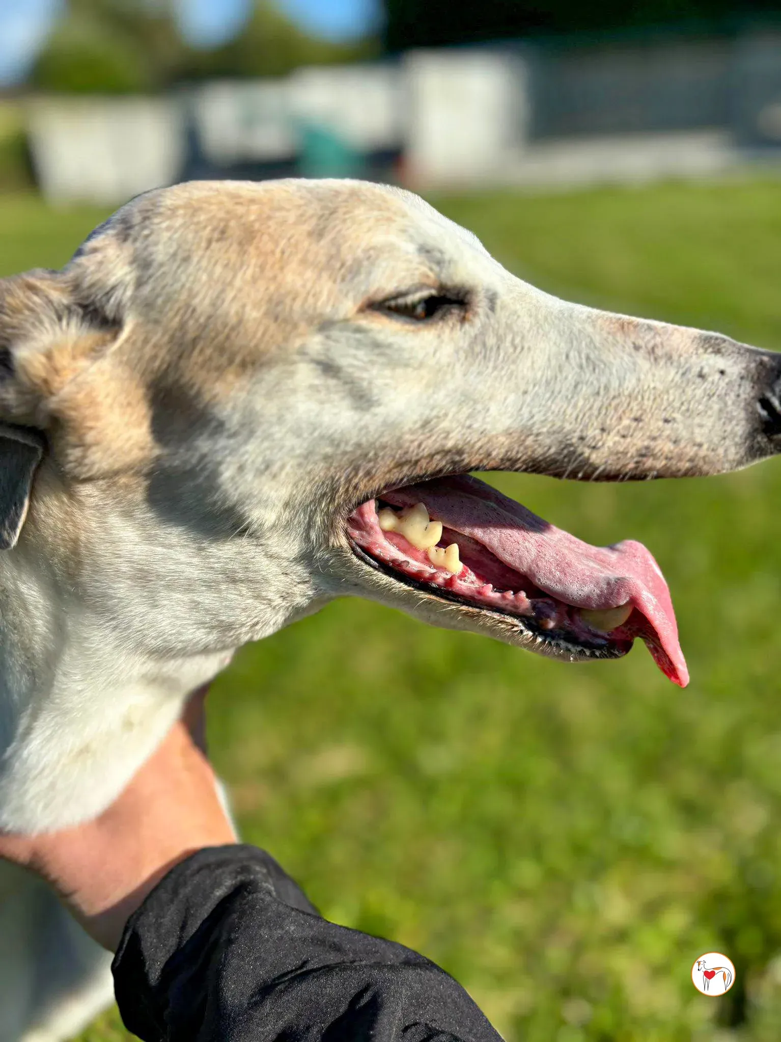 susie grey adozione 04