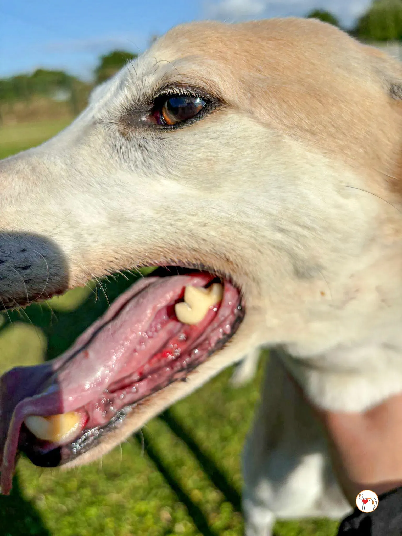 susie grey adozione 05