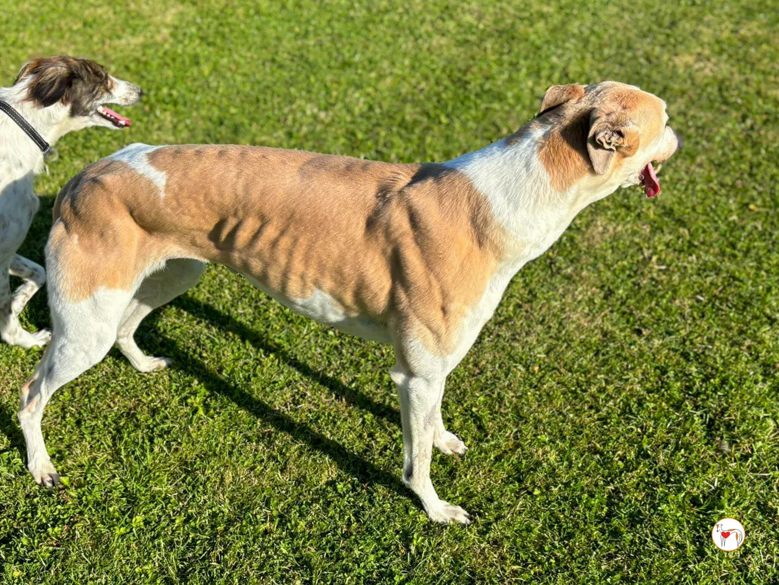 susie grey adozione 06