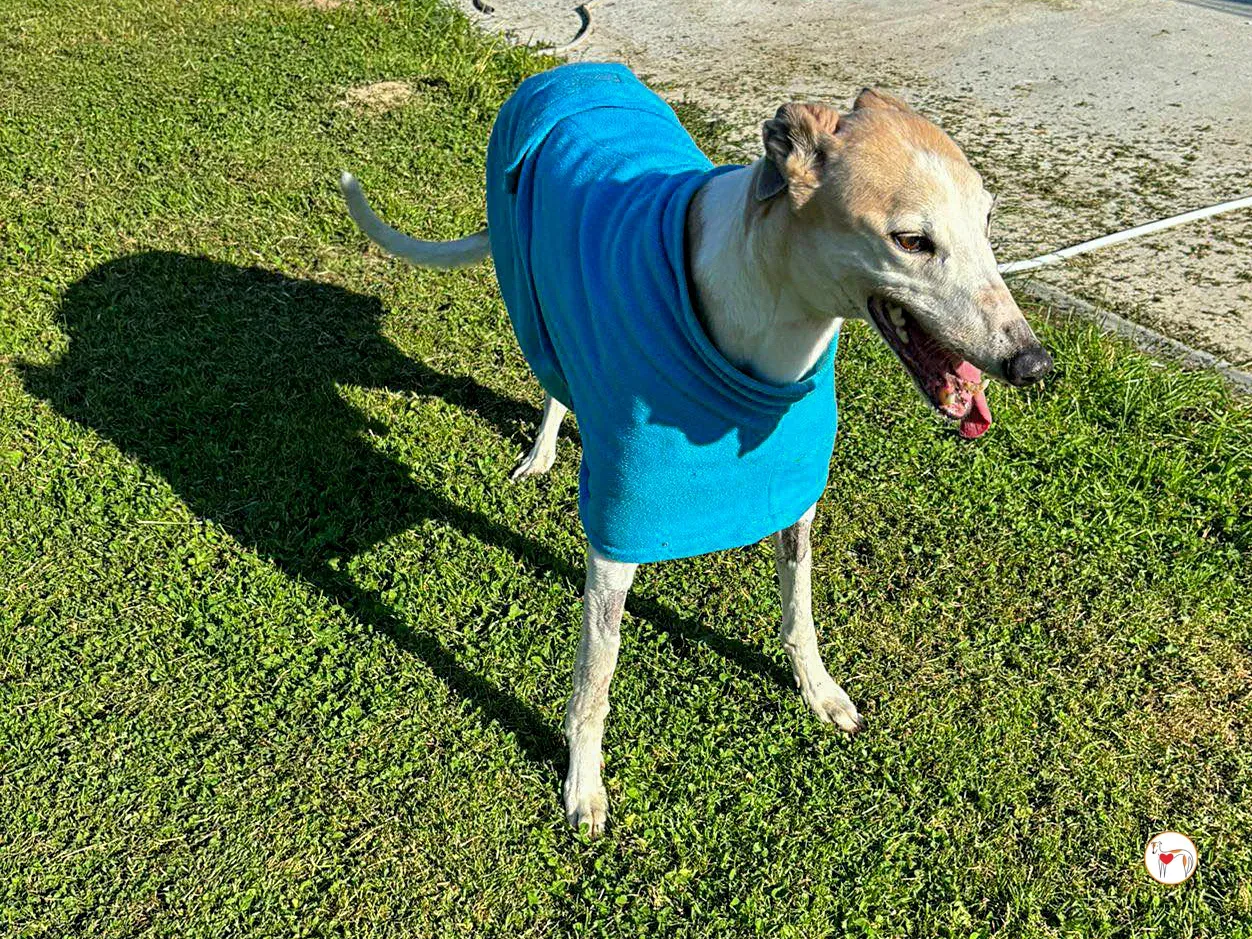 susie grey adozione 07