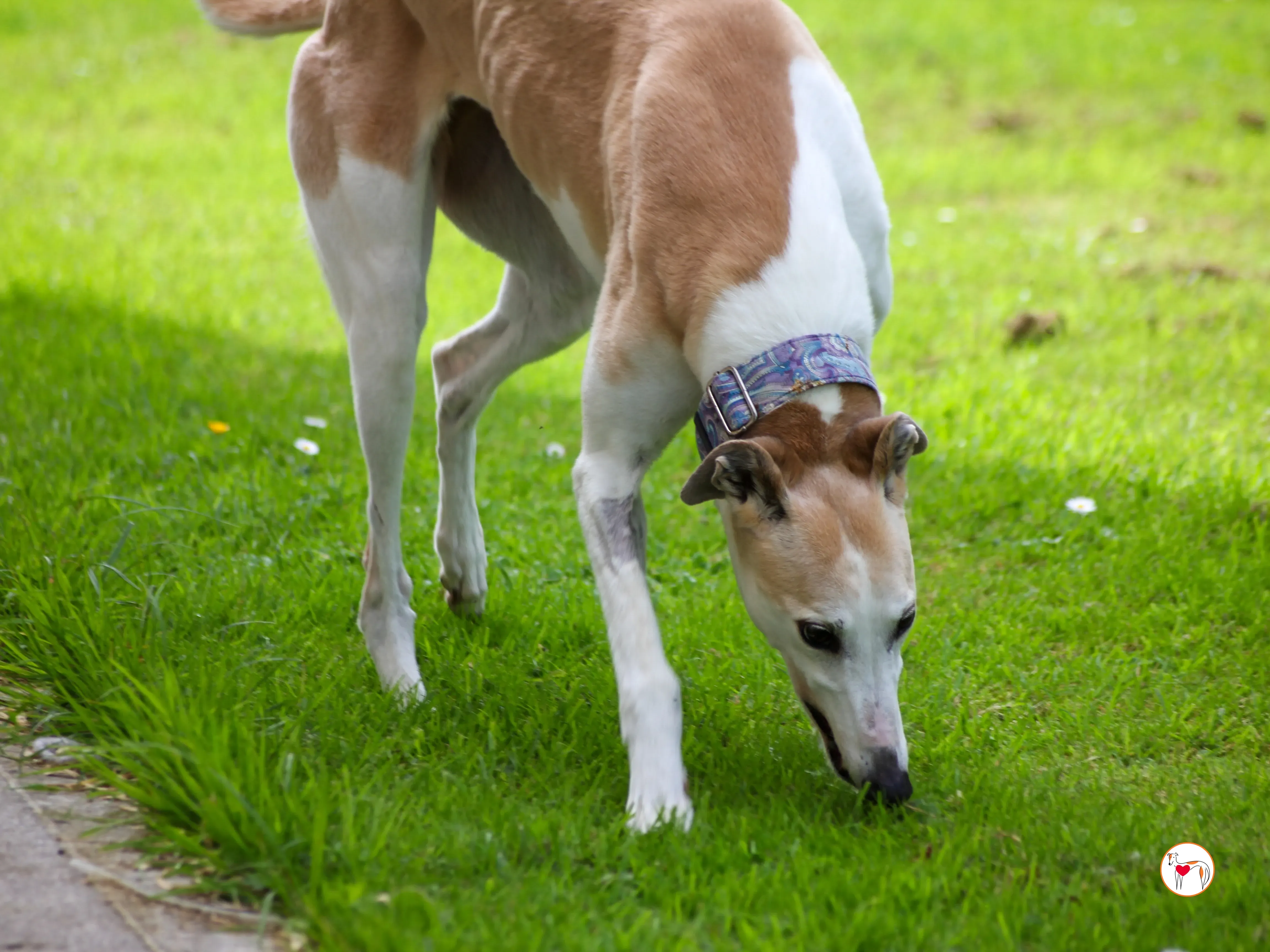 susie grey adozione 08