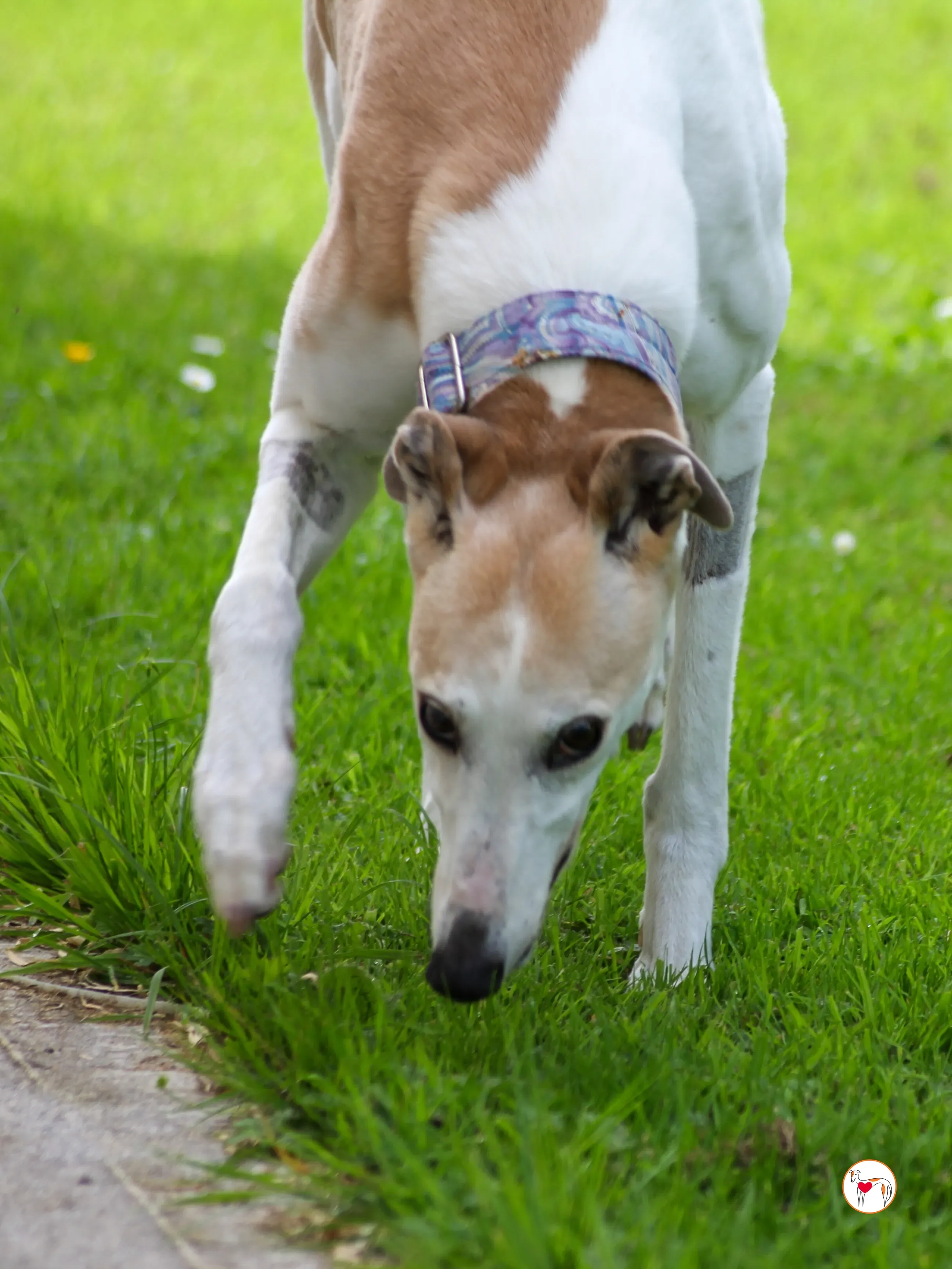 susie grey adozione 09