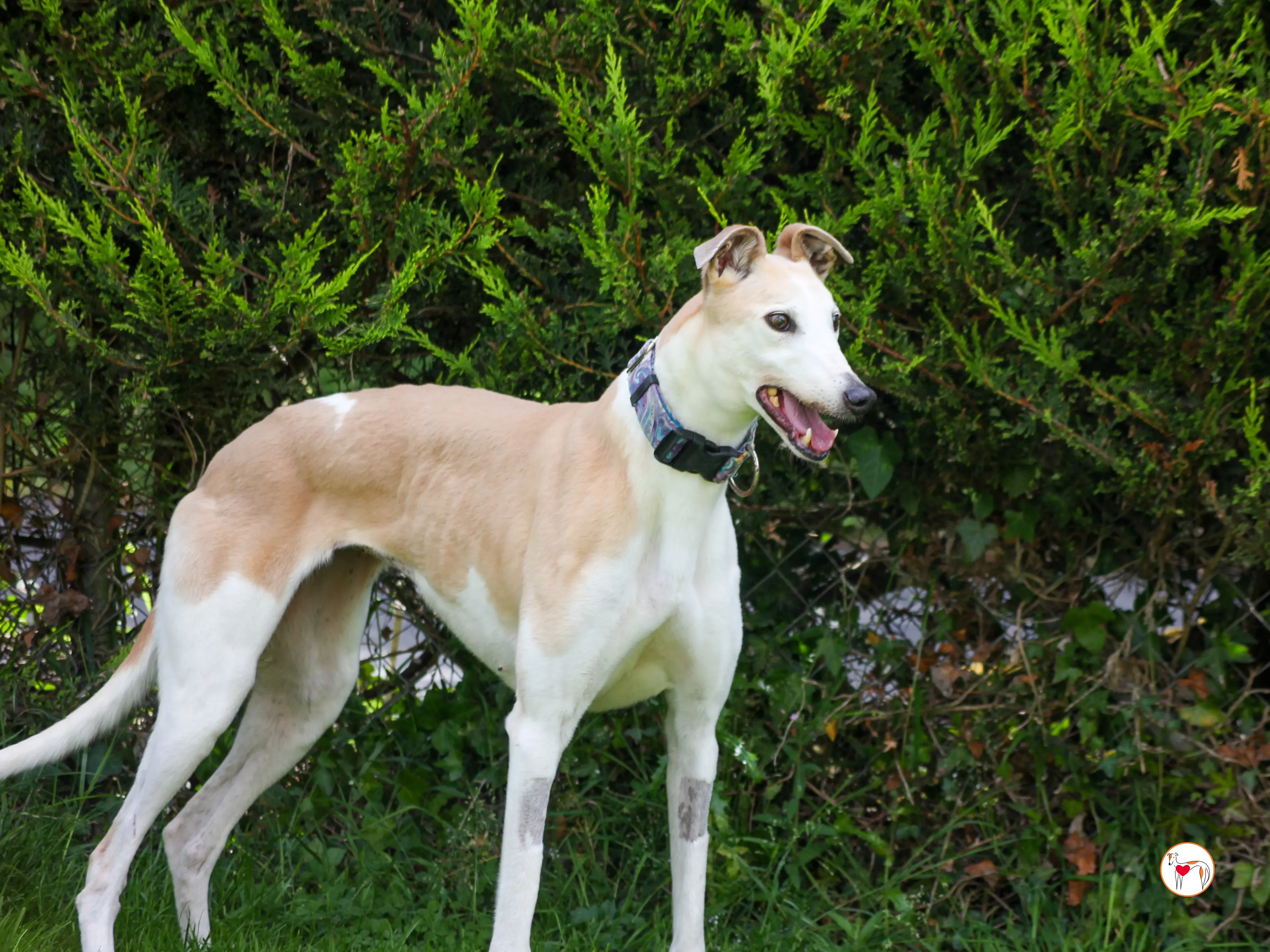 susie grey adozione 11