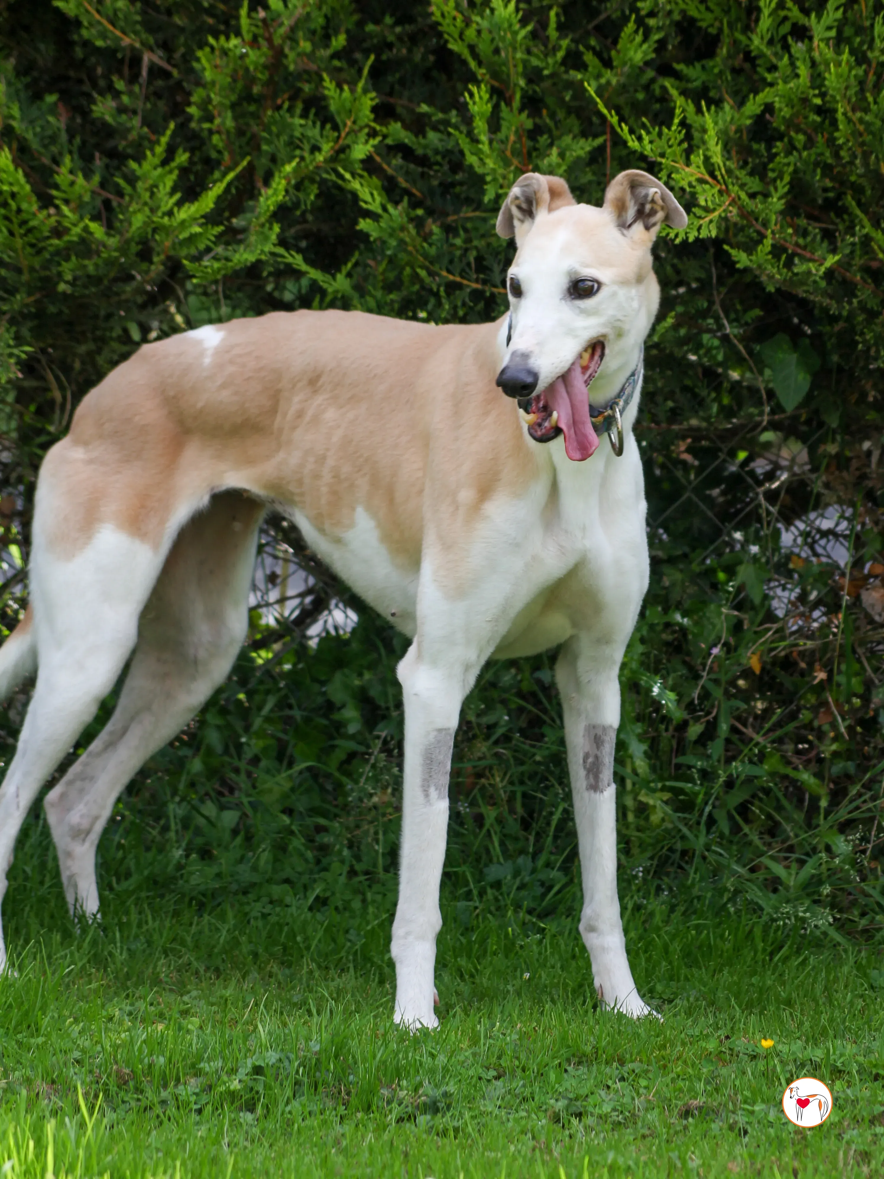 susie grey adozione 12