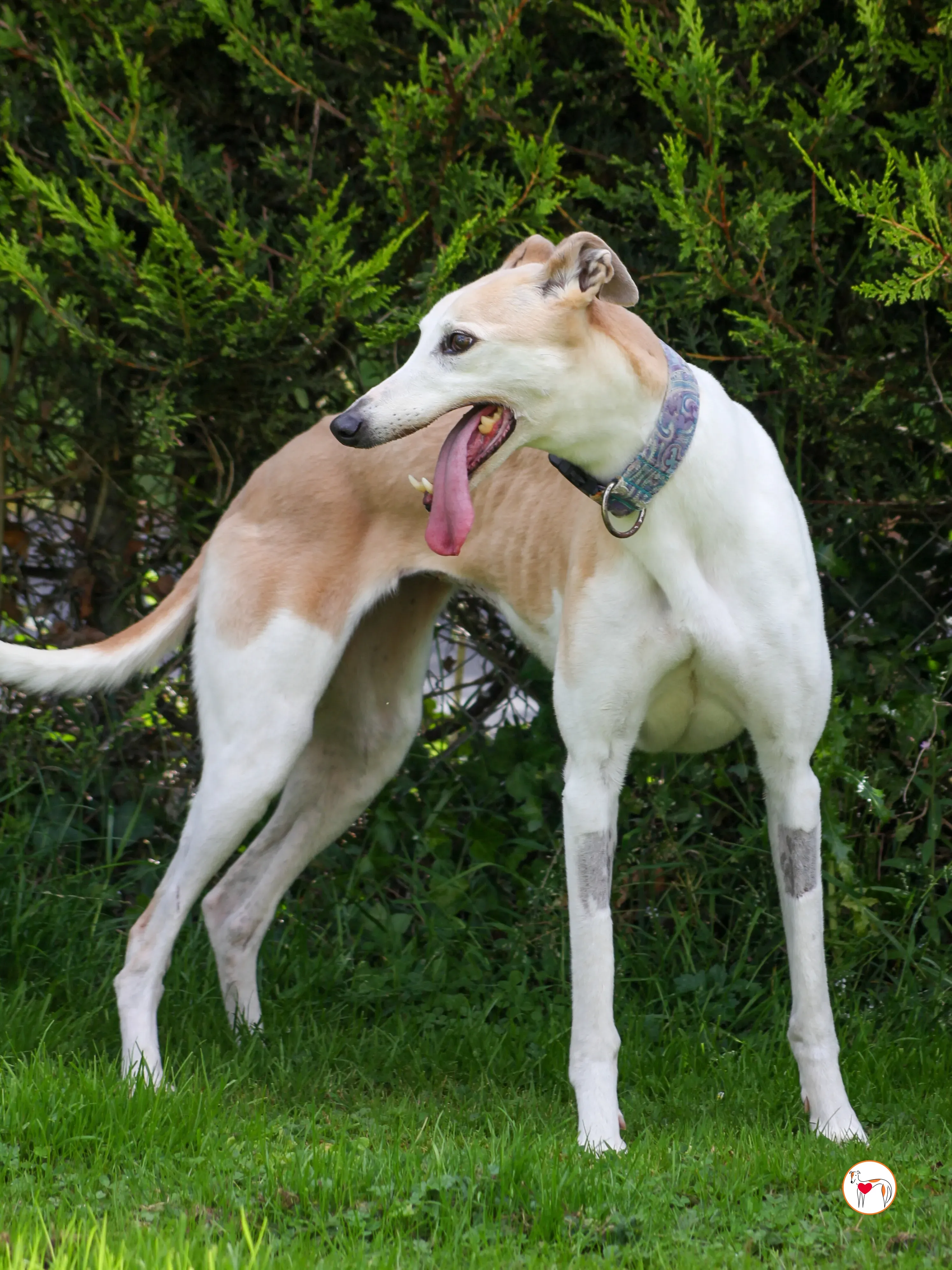 susie grey adozione 13