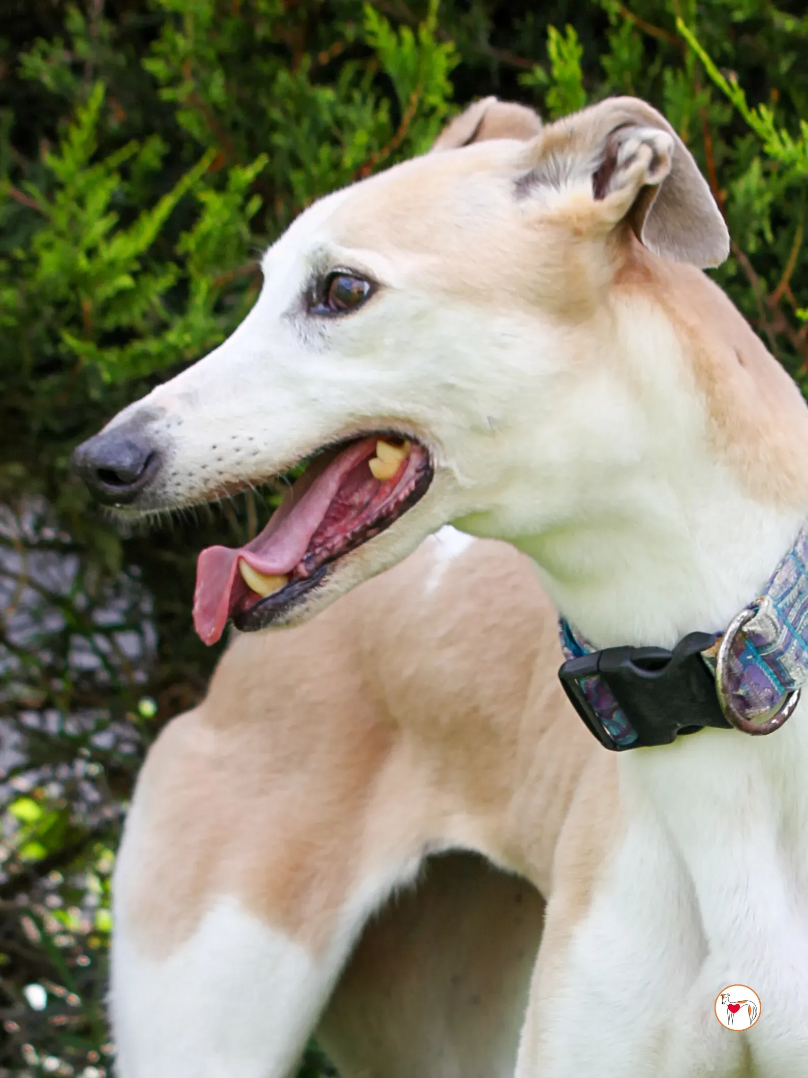 susie grey adozione 14