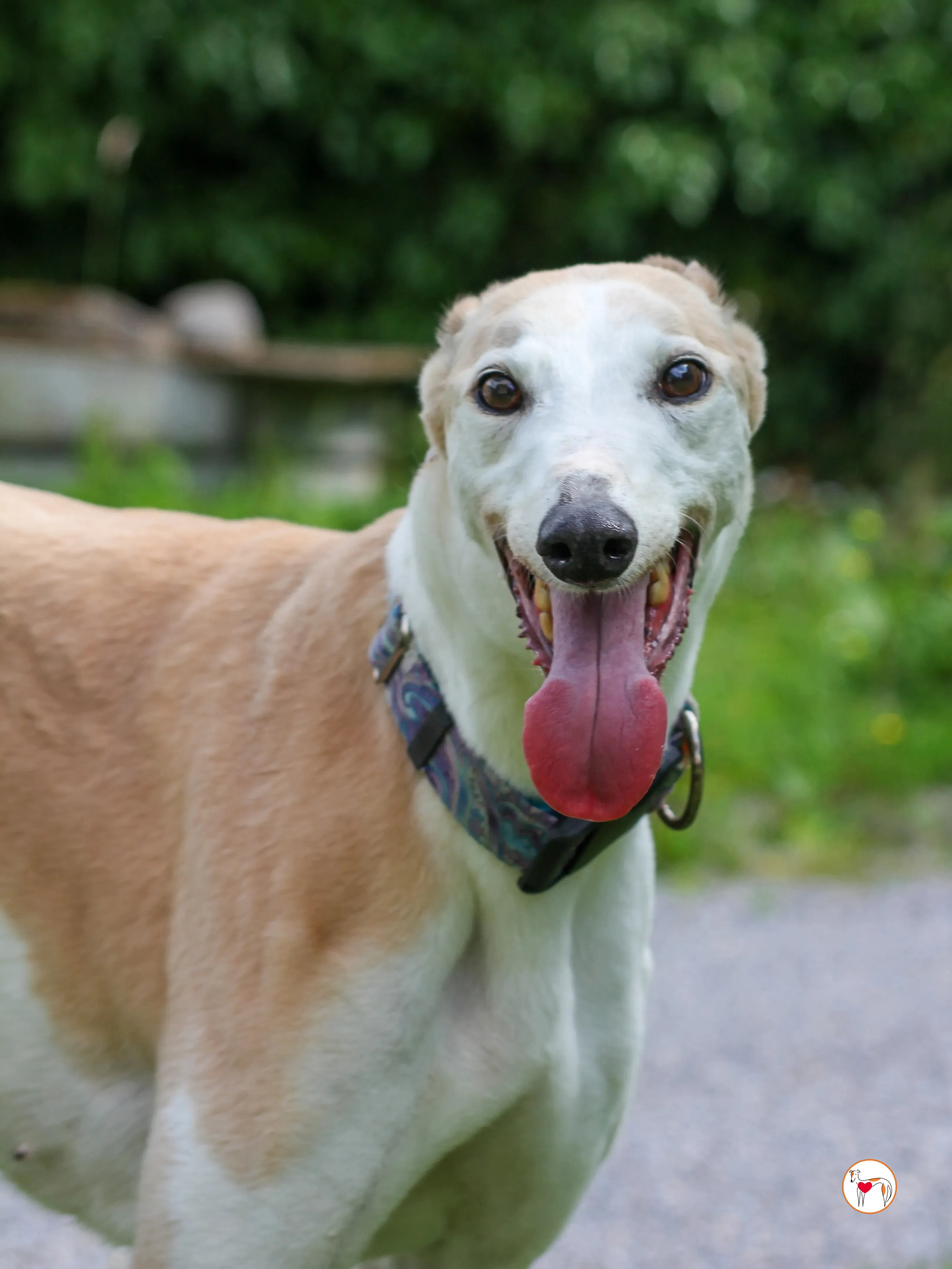 susie grey adozione 16