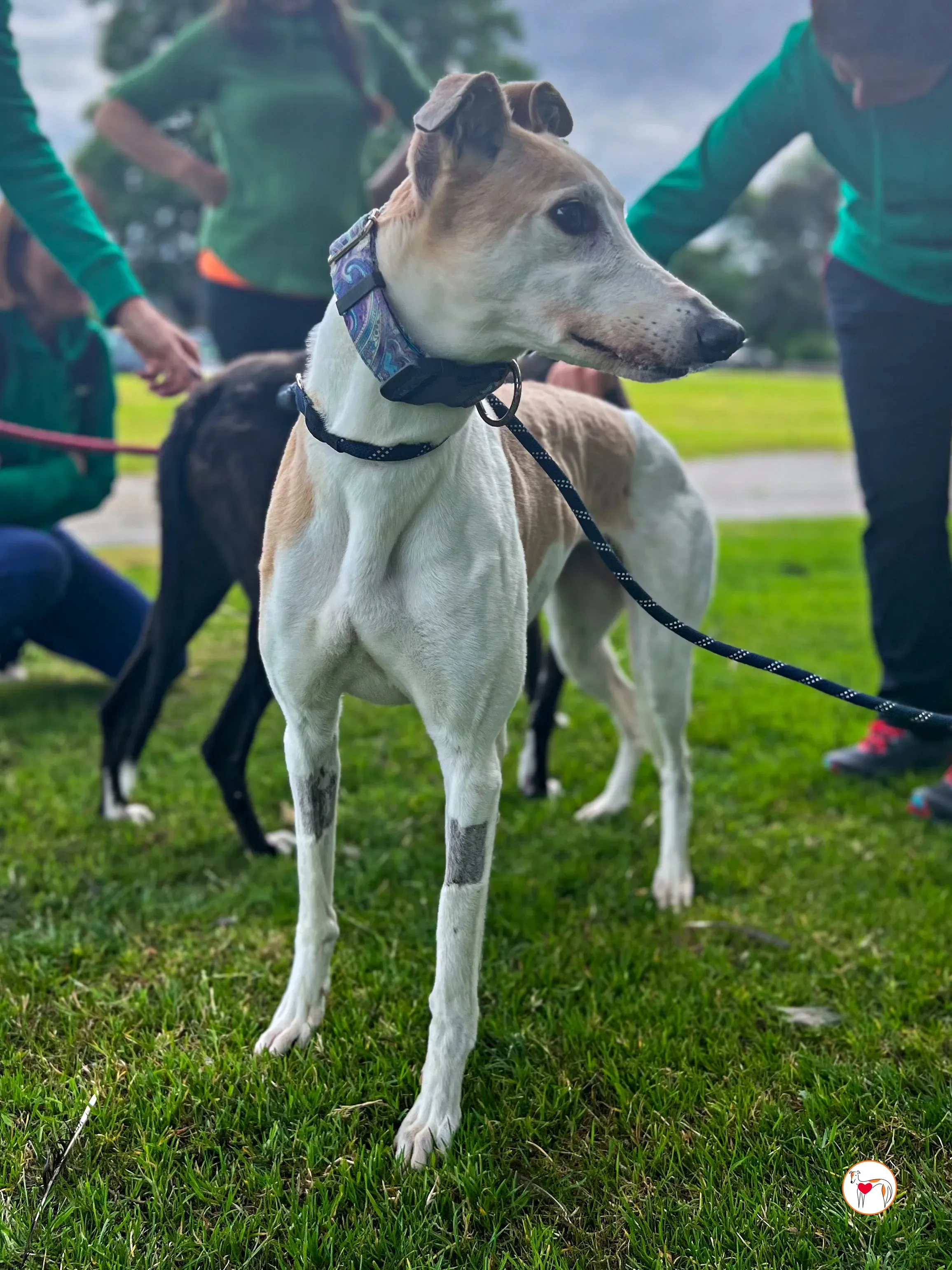 susie grey adozione 17