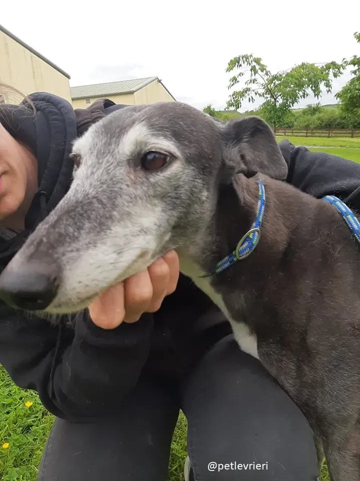 suzane adozione greyhound1