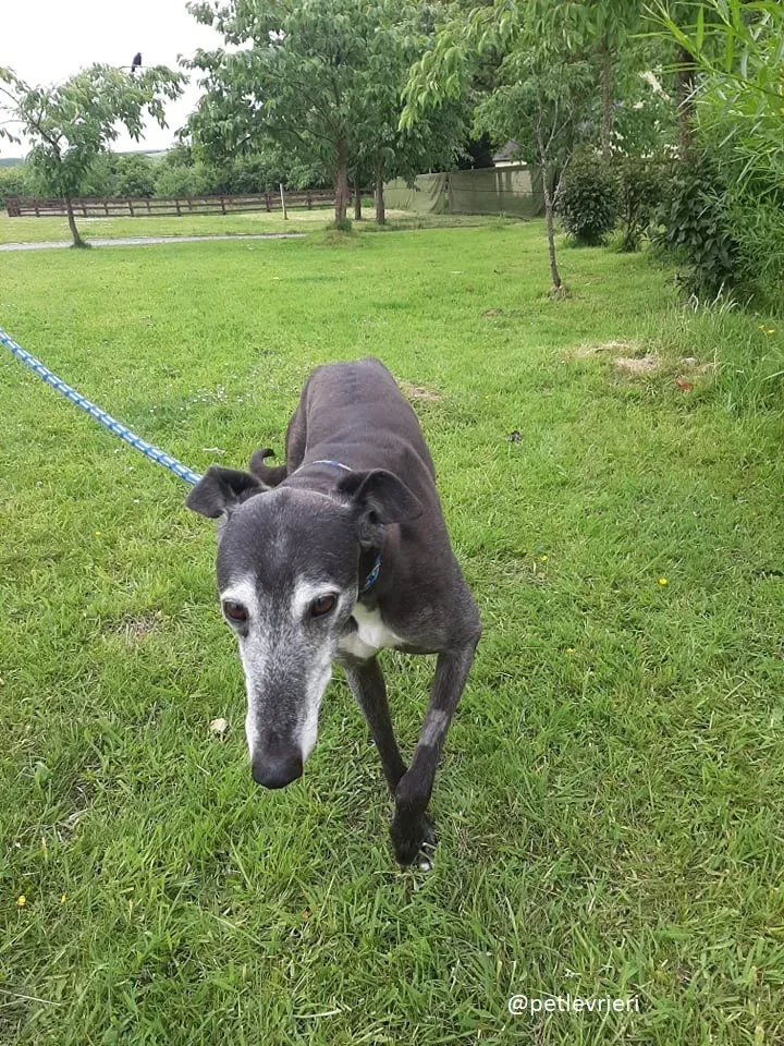 suzane adozione greyhound10