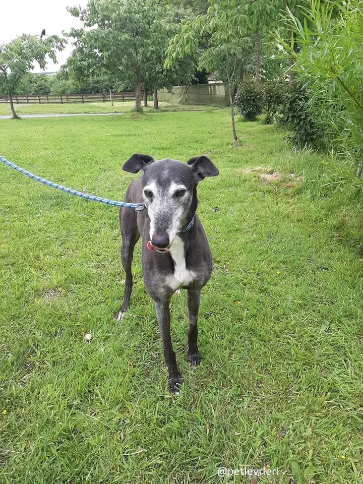 suzane adozione greyhound11