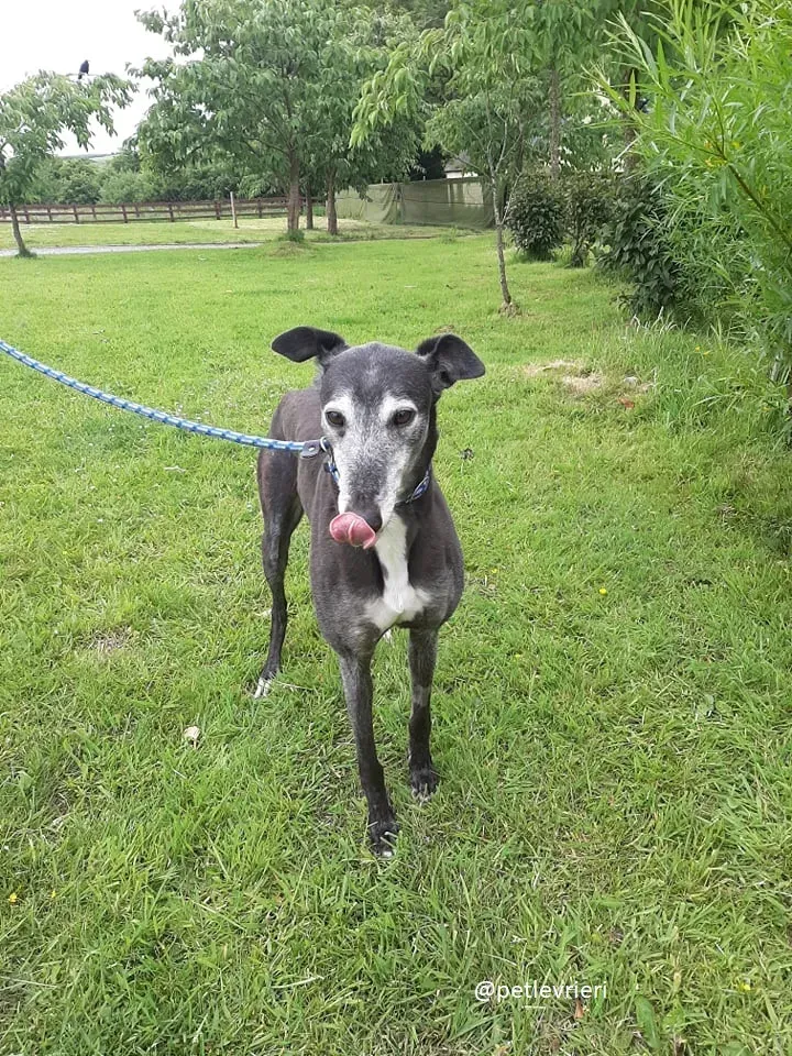 suzane adozione greyhound12